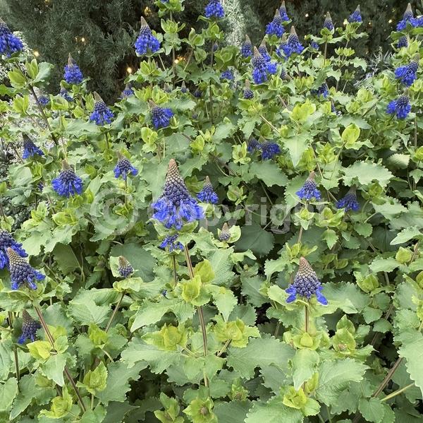 Blue blooms; Purple blooms; Evergreen