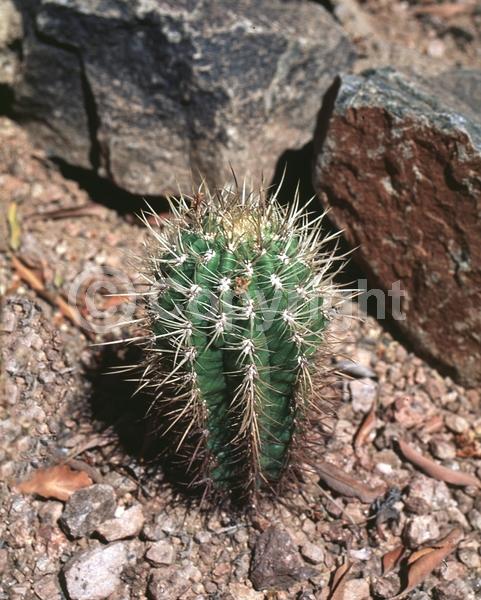 Red blooms; Evergreen