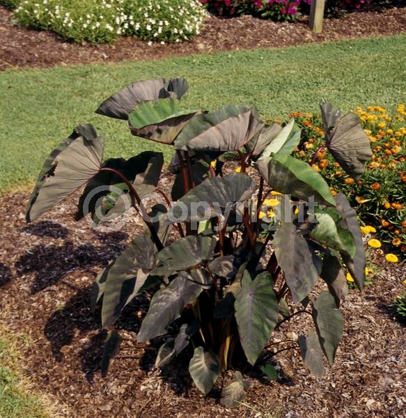 White blooms; Evergreen