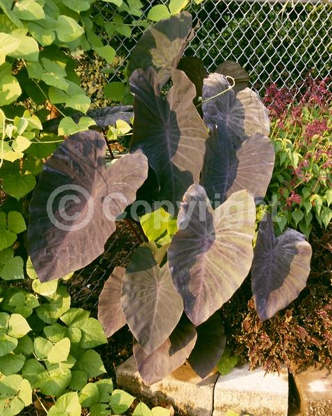 White blooms; Evergreen