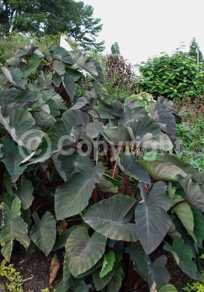 White blooms; Evergreen