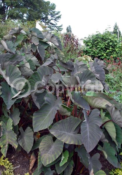 White blooms; Evergreen