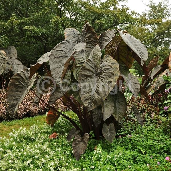 White blooms; Evergreen