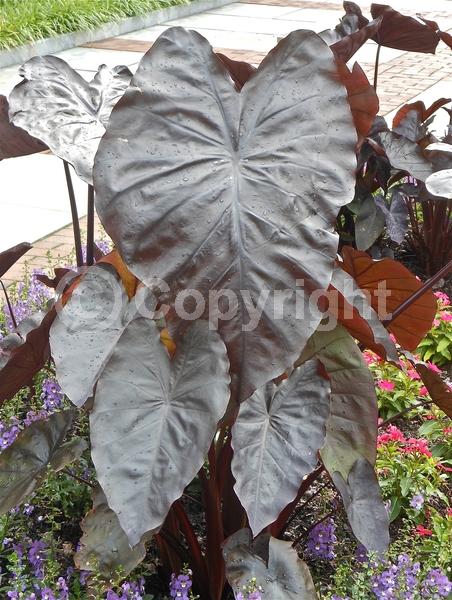 White blooms; Evergreen