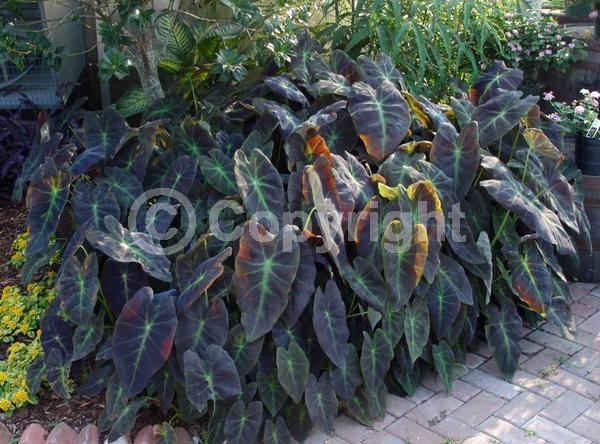 White blooms; Evergreen