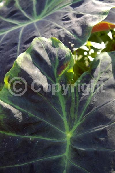 White blooms; Evergreen