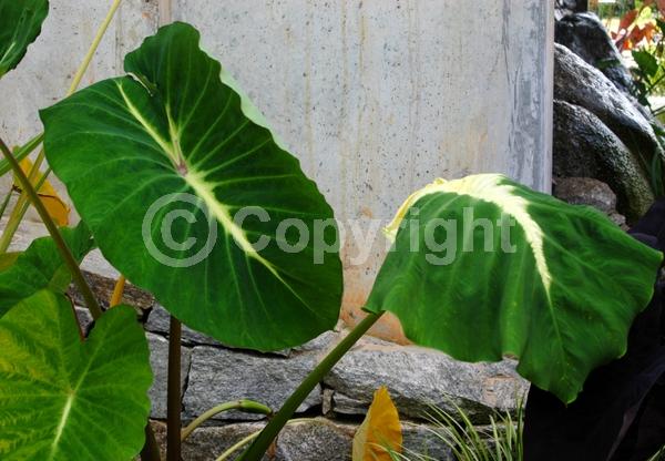 White blooms; Evergreen