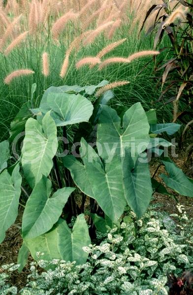 White blooms; Evergreen