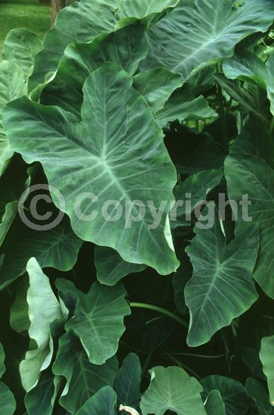 White blooms; Evergreen