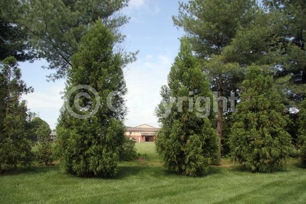 White blooms; Evergreen