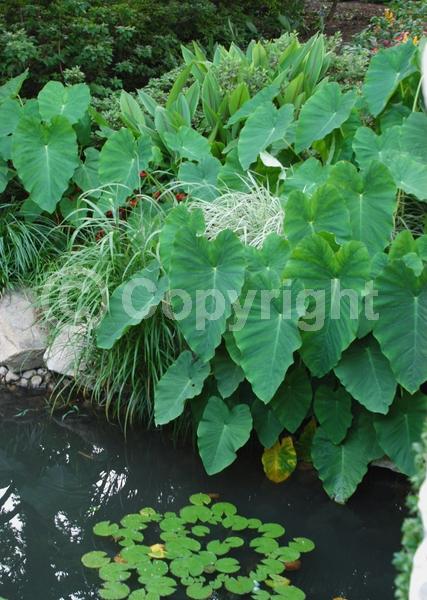 White blooms; Evergreen