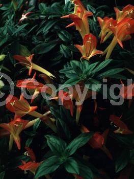 Red blooms; Orange blooms; Yellow blooms