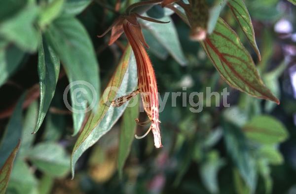 Red blooms; North American Native