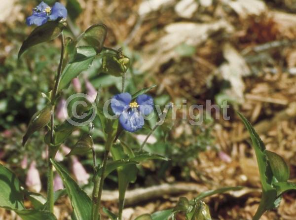 Blue blooms; Deciduous