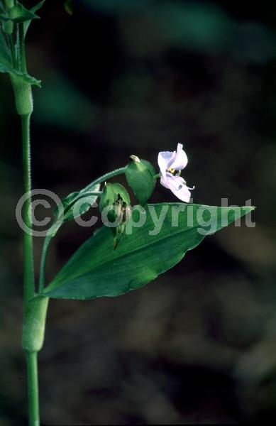 Blue blooms; Deciduous