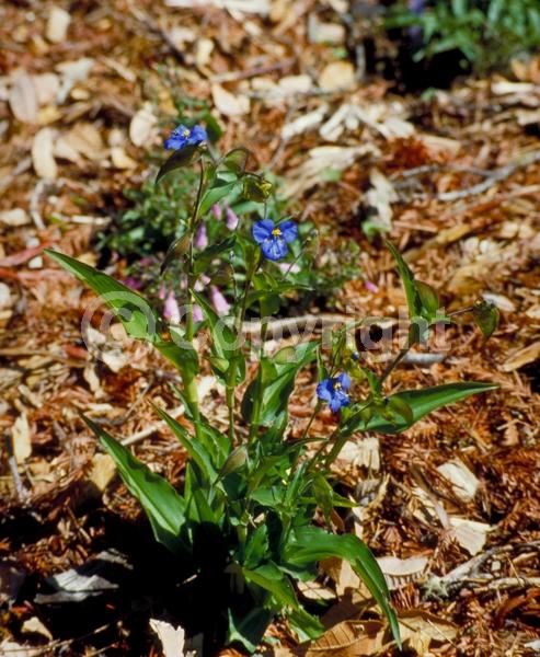 Blue blooms; Deciduous