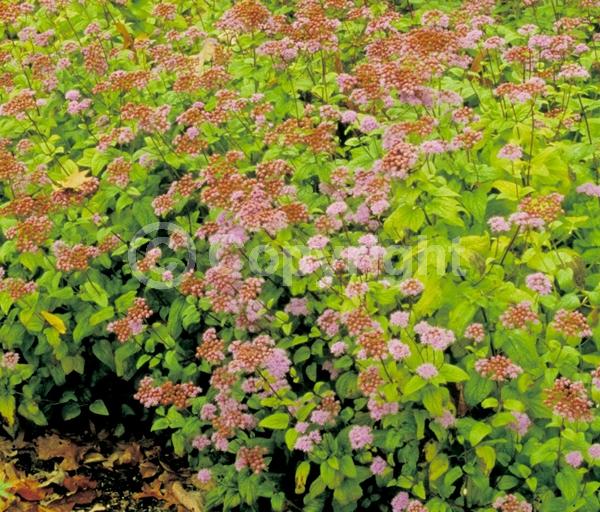 Blue blooms; White blooms; Pink blooms; Lavender blooms; Deciduous; Broadleaf; North American Native
