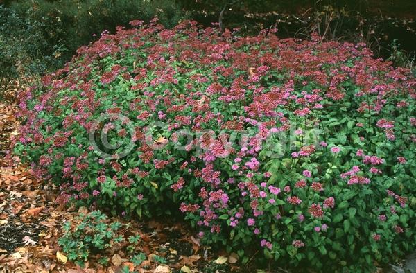 Blue blooms; White blooms; Pink blooms; Lavender blooms; Deciduous; Broadleaf; North American Native