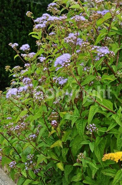 Blue blooms; White blooms; Pink blooms; Lavender blooms; Deciduous; Broadleaf; North American Native