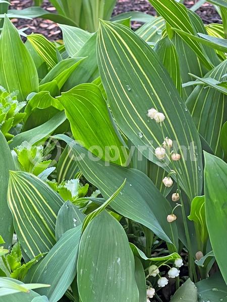 White blooms; Deciduous; Broadleaf