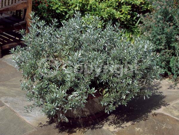 White blooms; Pink blooms; Deciduous