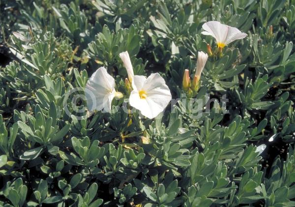 White blooms; Pink blooms; Deciduous