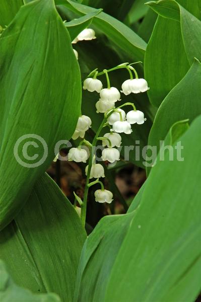 White blooms; Deciduous; Broadleaf