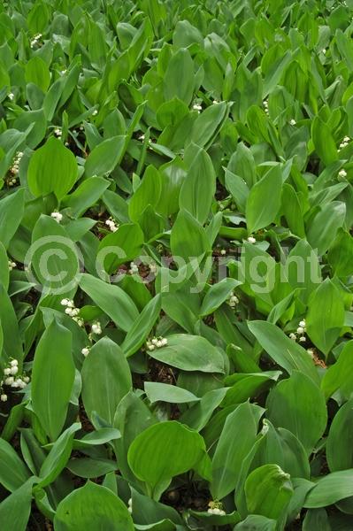 White blooms; Deciduous; Broadleaf