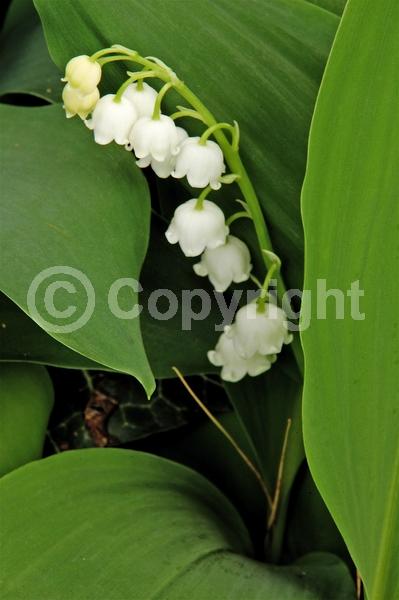 White blooms; Deciduous; Broadleaf