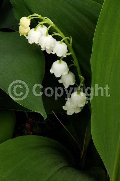 White blooms; Deciduous; Broadleaf