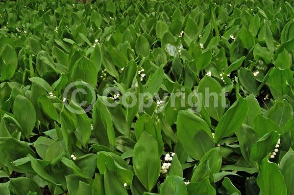 White blooms; Deciduous; Broadleaf