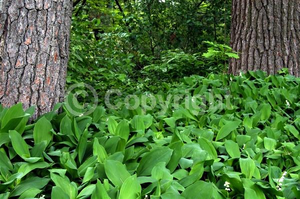 White blooms; Deciduous; Broadleaf