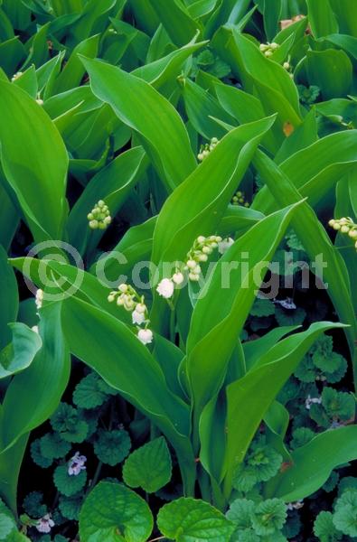 White blooms; Deciduous; Broadleaf