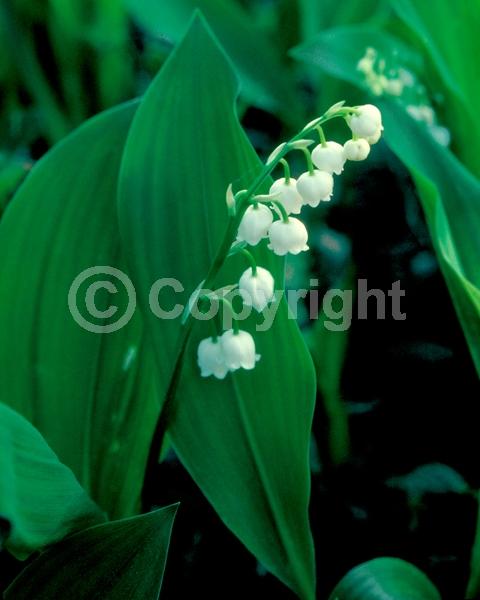 White blooms; Deciduous; Broadleaf