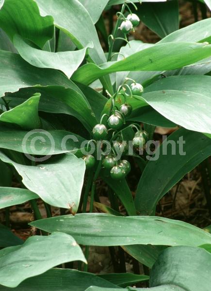 White blooms; Deciduous; Broadleaf