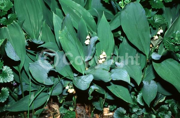 White blooms; Deciduous; Broadleaf