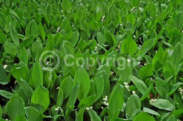 White blooms; Deciduous; Broadleaf