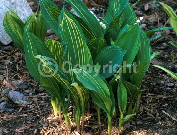 White blooms; Deciduous; Broadleaf