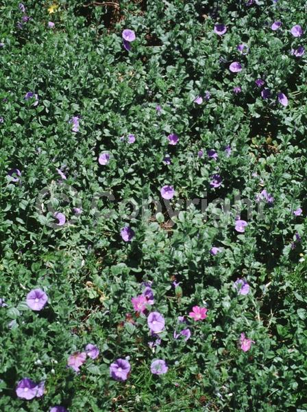 Pink blooms; Lavender blooms