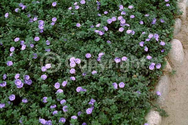 Pink blooms; Lavender blooms