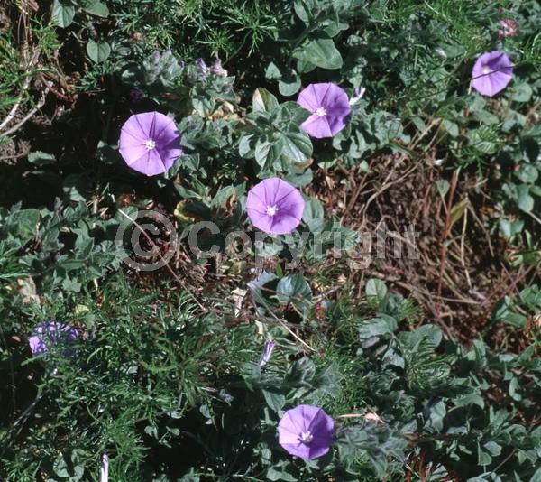 Pink blooms; Lavender blooms