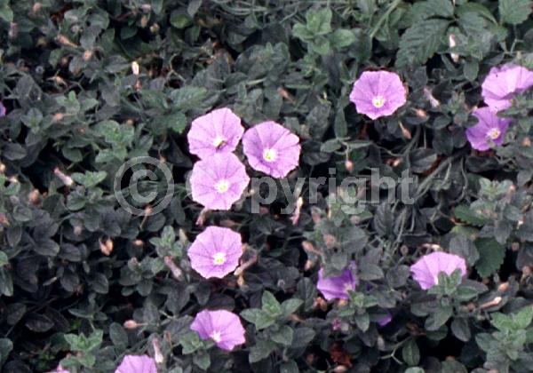 Pink blooms; Lavender blooms