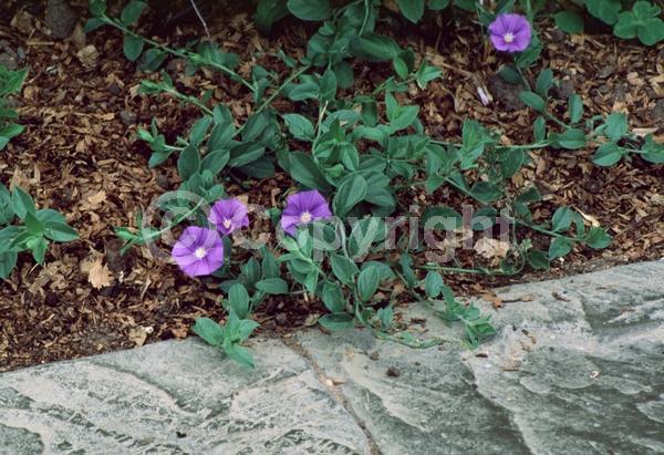 Pink blooms; Lavender blooms