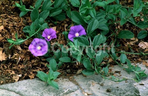 Pink blooms; Lavender blooms