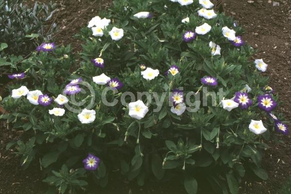 Blue blooms; White blooms