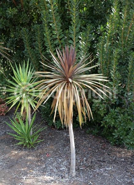 White blooms; Evergreen