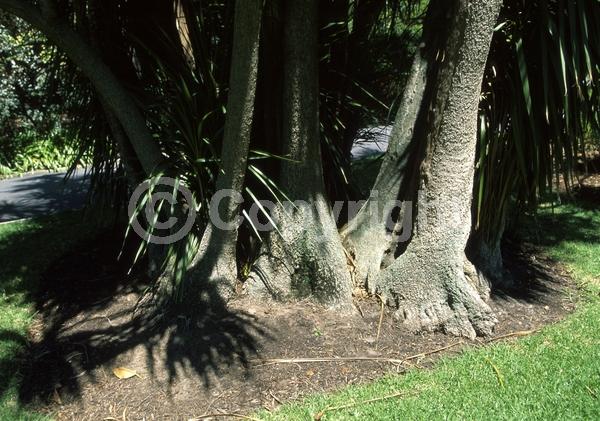 White blooms; Evergreen