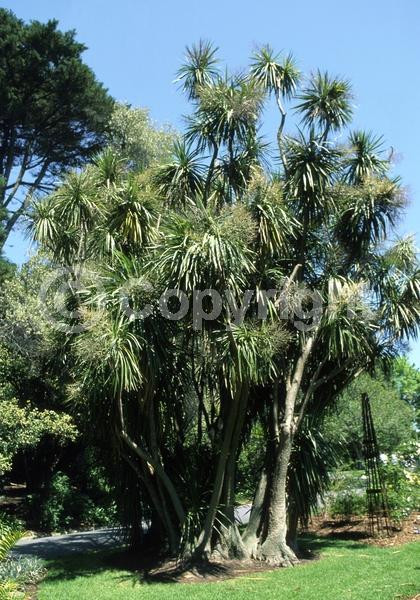 White blooms; Evergreen