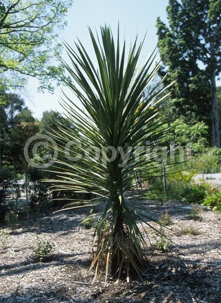 White blooms; Evergreen