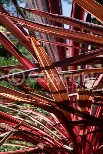 White blooms; Evergreen